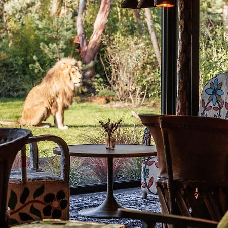 Safari Suite Lions Zoo De La Fleche *